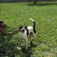 Otto