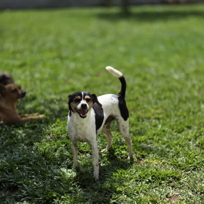 Cachorro raça SRD-ViraLata idade 5 anos nome Otto