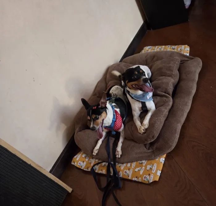 Cachorro raça SRD-ViraLata idade 5 anos nome Otto