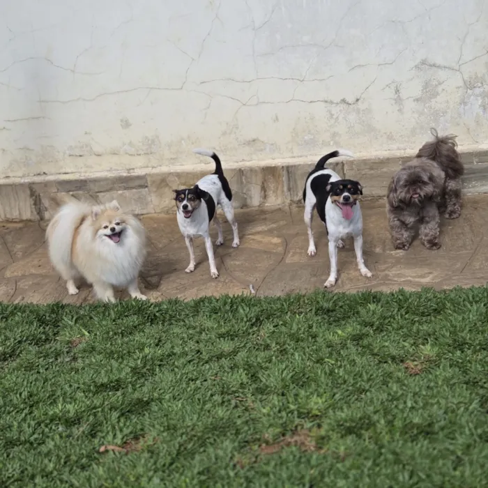 Cachorro raça SRD-ViraLata idade 5 anos nome Otto