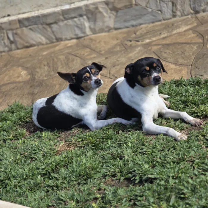 Cachorro raça SRD-ViraLata idade 5 anos nome Otto