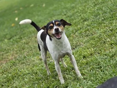Cachorro raça SRD-ViraLata idade 5 anos nome Otto