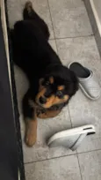 Sirius