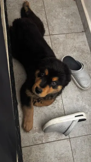 Cachorro raça SRD-ViraLata idade 2 a 6 meses nome Sirius