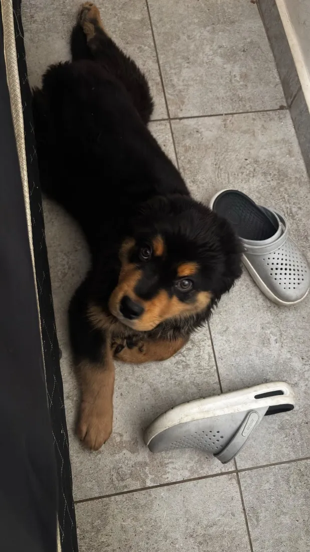 Cachorro raça SRD-ViraLata idade 2 a 6 meses nome Sirius