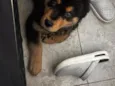 Sirius
