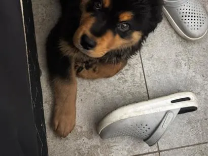 Cachorro raça SRD-ViraLata idade 2 a 6 meses nome Sirius