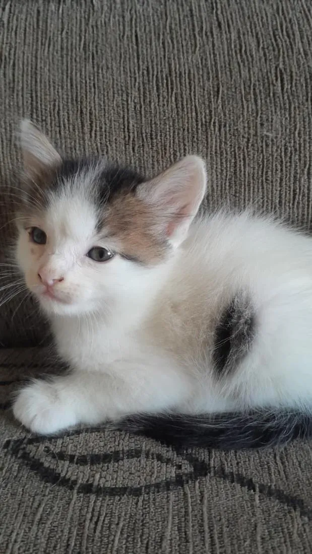 Gato raça SRD-ViraLata idade Abaixo de 2 meses nome Atlas