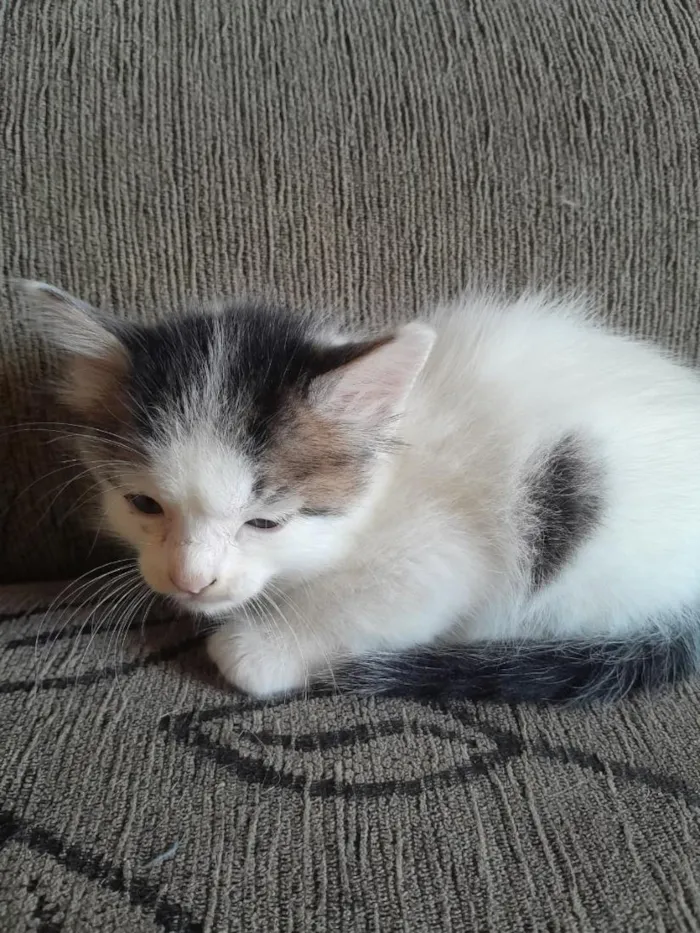 Gato raça SRD-ViraLata idade Abaixo de 2 meses nome Atlas