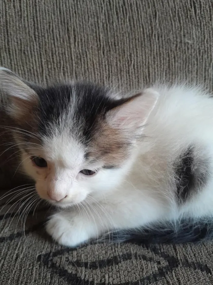 Gato raça SRD-ViraLata idade Abaixo de 2 meses nome Atlas