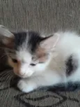 Atlas