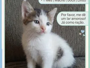 Gato raça SRD-ViraLata idade Abaixo de 2 meses nome Atlas