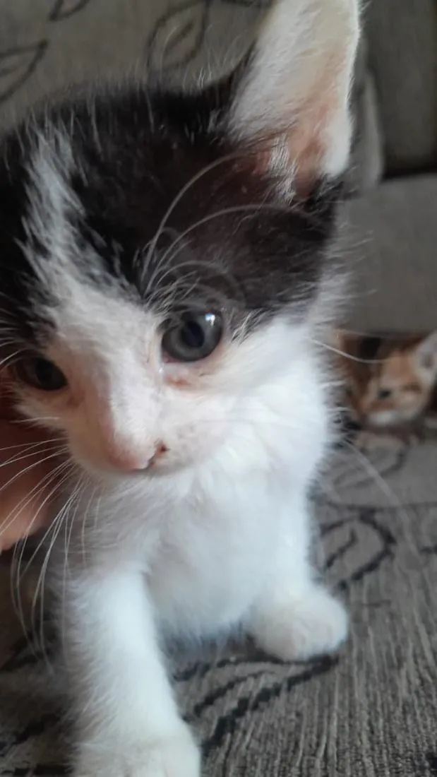 Gato raça SRD-ViraLata idade Abaixo de 2 meses nome Aquiles