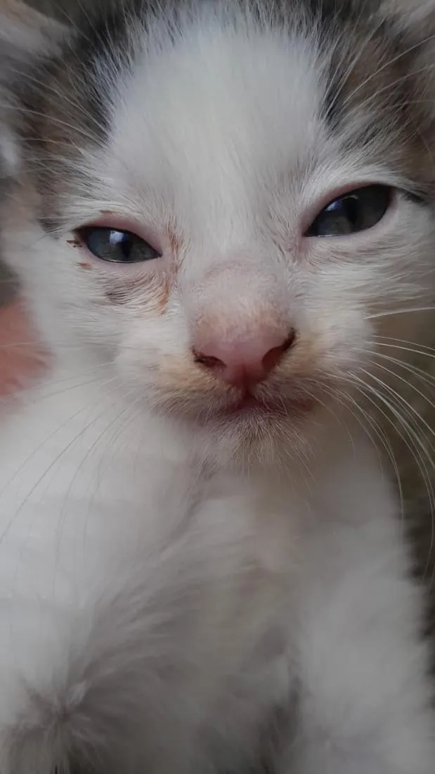Gato raça SRD-ViraLata idade Abaixo de 2 meses nome Aquiles