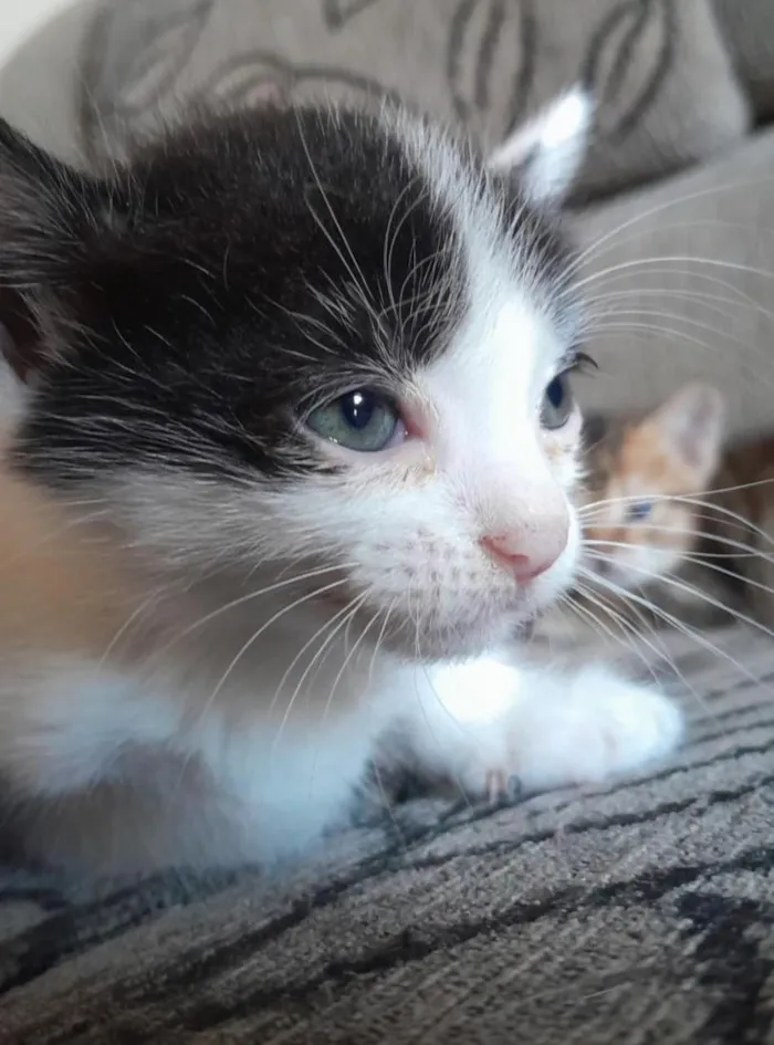 Gato raça SRD-ViraLata idade Abaixo de 2 meses nome Aquiles