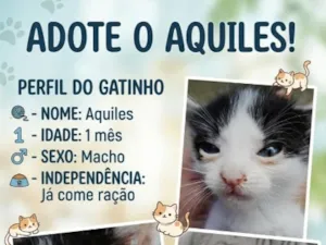 Gato raça SRD-ViraLata idade Abaixo de 2 meses nome Aquiles