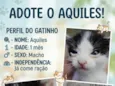 Aquiles