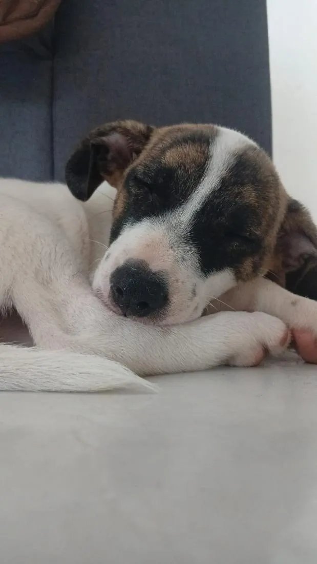 Cachorro raça SRD-ViraLata idade 2 a 6 meses nome Melanie