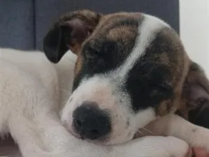 Cachorro raça SRD-ViraLata idade 2 a 6 meses nome Melanie