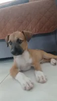 Paçoca
