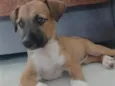 Paçoca