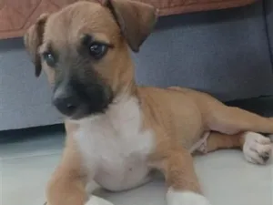 Cachorro raça SRD-ViraLata idade 2 a 6 meses nome Paçoca