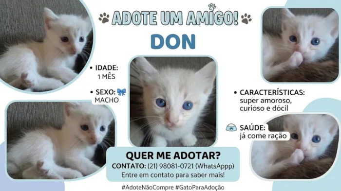 Gato raça SRD-ViraLata idade Abaixo de 2 meses nome Don