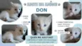 Don