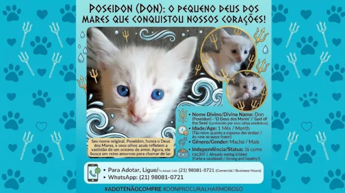 Gato raça SRD-ViraLata idade Abaixo de 2 meses nome Don