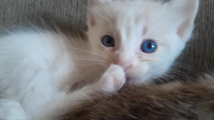 Gato raça SRD-ViraLata idade Abaixo de 2 meses nome Don