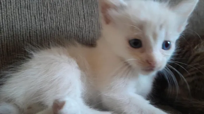 Gato raça SRD-ViraLata idade Abaixo de 2 meses nome Don