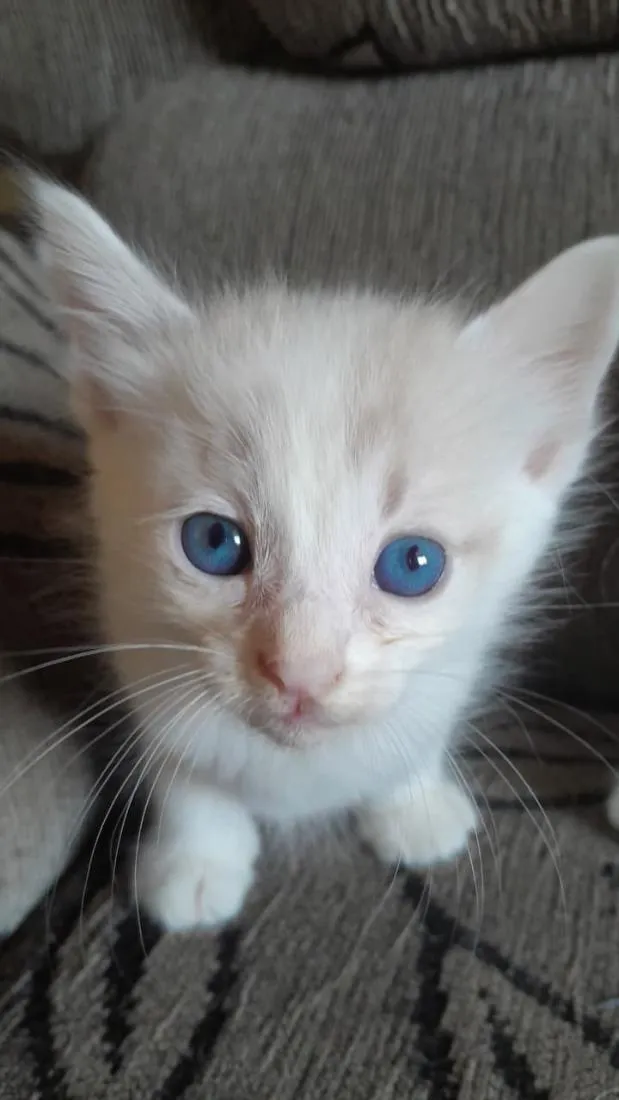 Gato raça SRD-ViraLata idade Abaixo de 2 meses nome Don