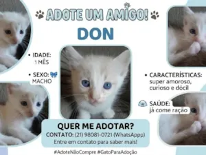 Gato raça SRD-ViraLata idade Abaixo de 2 meses nome Don