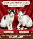  Lara e Felix: 6meses
