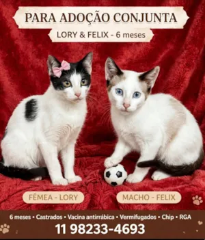 Gato raça SRD-ViraLata idade 2 a 6 meses nome  Lara e Felix ( 6meses)
