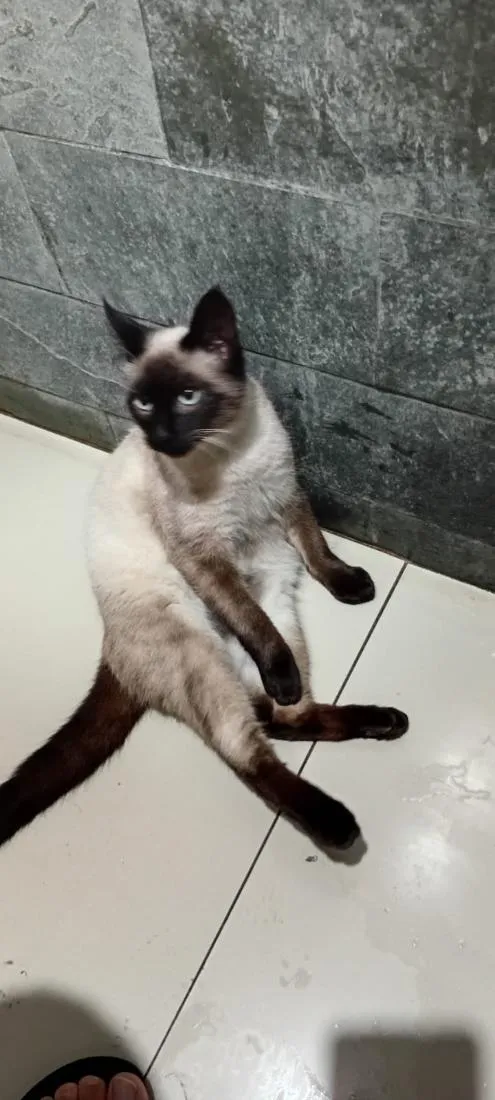 Gato raça Siamês idade 7 a 11 meses nome Baby