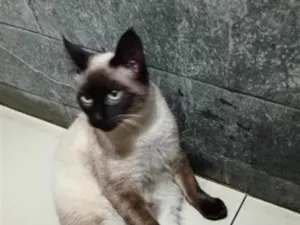 Gato raça Siamês idade 7 a 11 meses nome Baby