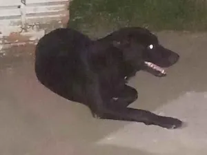 Cachorro raça SRD-ViraLata idade 2 anos nome Noti