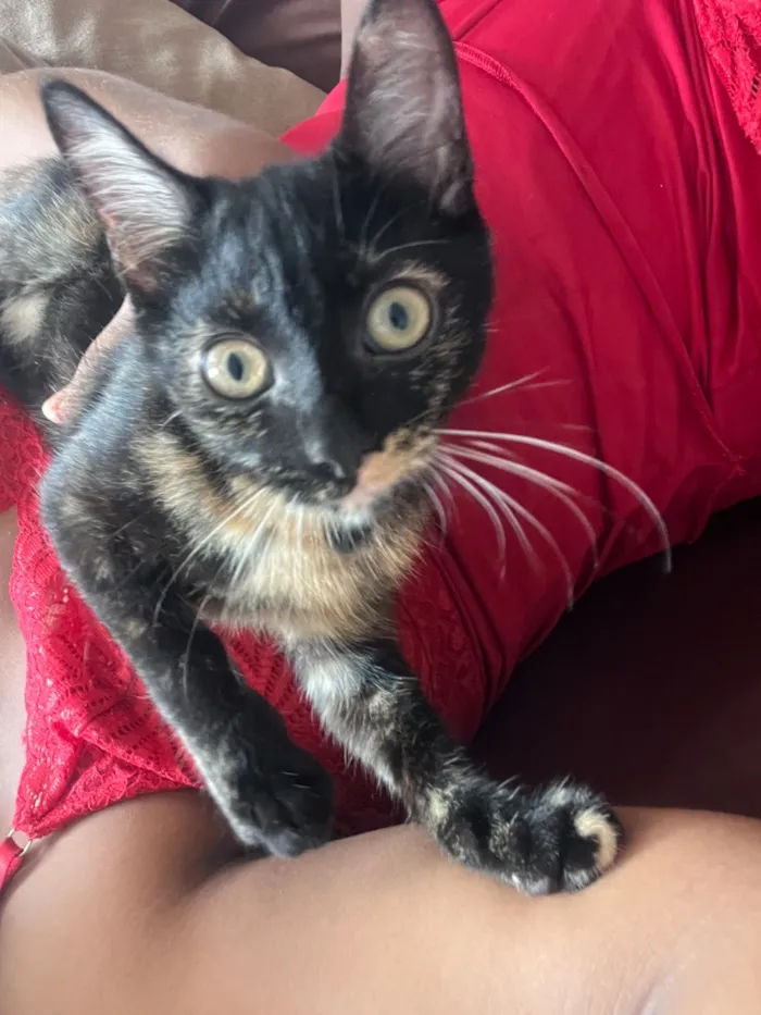 Gato raça SRD-ViraLata idade 2 a 6 meses nome Kira