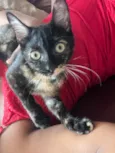 Kira