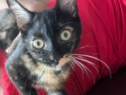 Gato raça SRD-ViraLata idade 2 a 6 meses nome Kira
