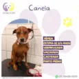Canela