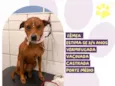 Canela
