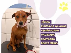 Cachorro raça SRD-ViraLata idade 3 anos nome Canela