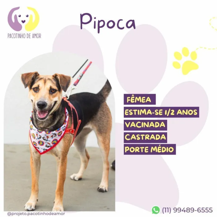 Cachorro raça SRD-ViraLata idade 2 anos nome Pipoca