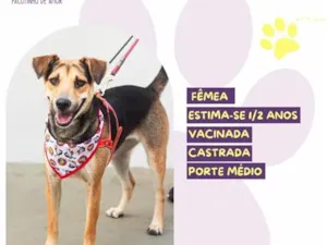 Cachorro raça SRD-ViraLata idade 2 anos nome Pipoca
