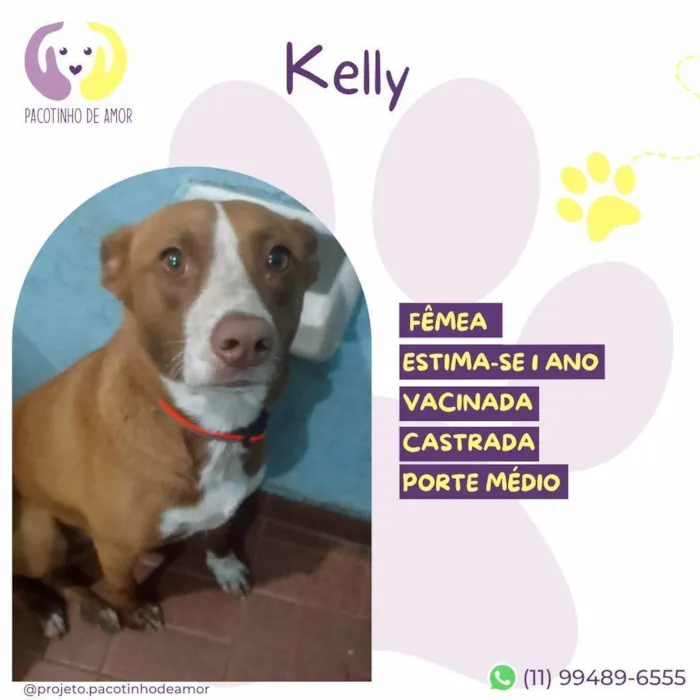 Cachorro raça SRD-ViraLata idade 1 ano nome Kelly