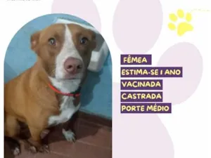 Cachorro raça SRD-ViraLata idade 1 ano nome Kelly