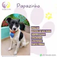 Papazinho