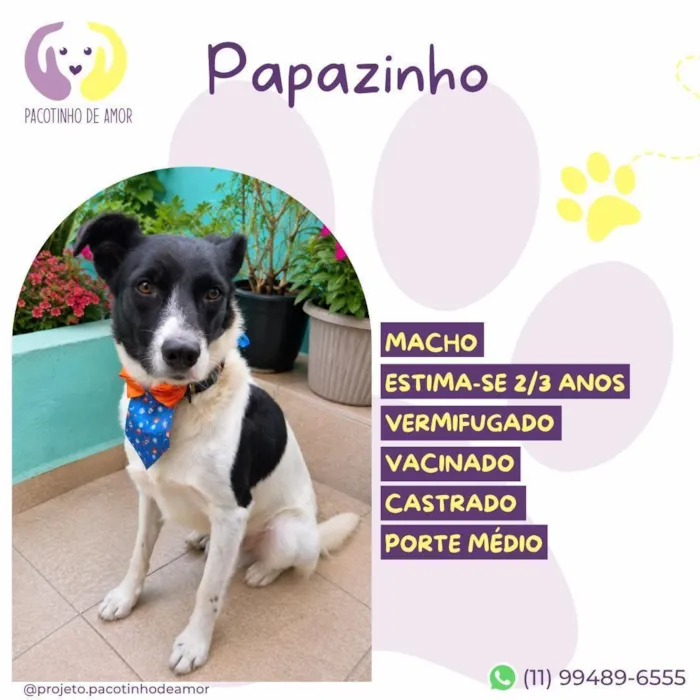 Cachorro raça SRD-ViraLata idade 2 anos nome Papazinho